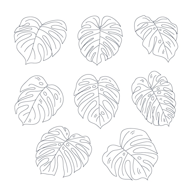 Free Vector hand drawn monstera leaf illustration