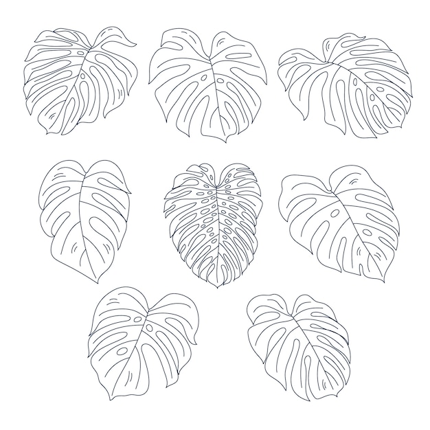 Free Vector hand drawn monstera leaf illustration