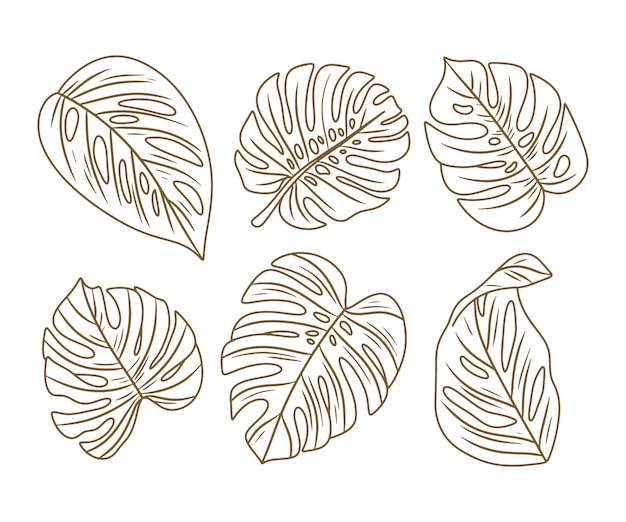 Hand drawn monstera leaf illustration