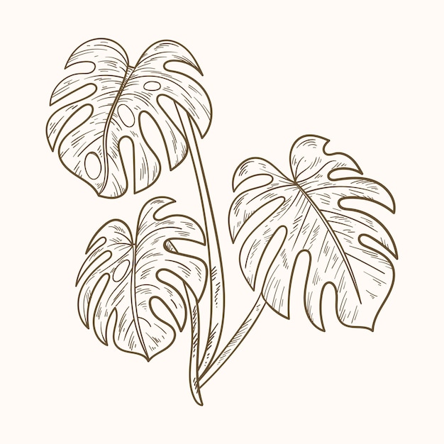 Free vector hand drawn monstera leaf outline illustration