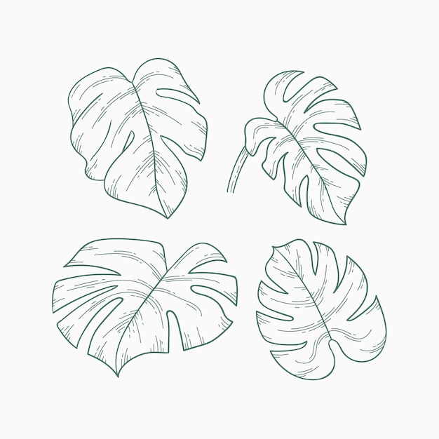 Free Vector hand drawn monstera leaf outline illustration