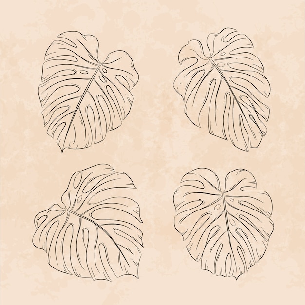 Free Vector hand drawn monstera leaf outline illustration