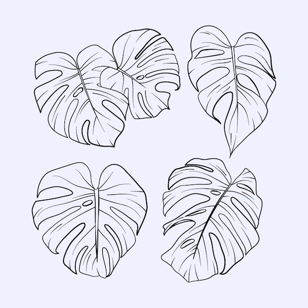 Hand drawn monstera leaf outline illustration