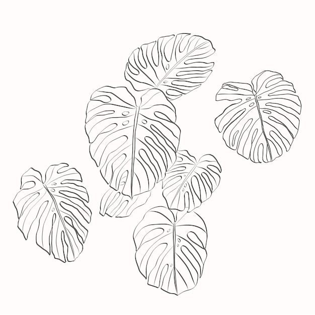 Free Vector hand drawn monstera leaf outline illustration