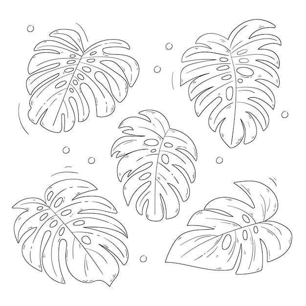 Hand drawn monstera leaf outline illustration