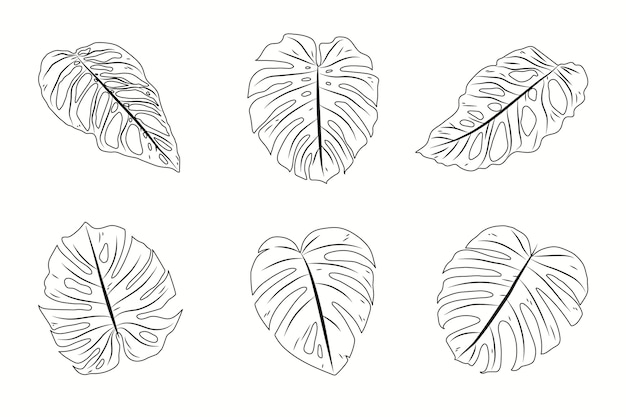 Hand drawn monstera leaf outline illustration