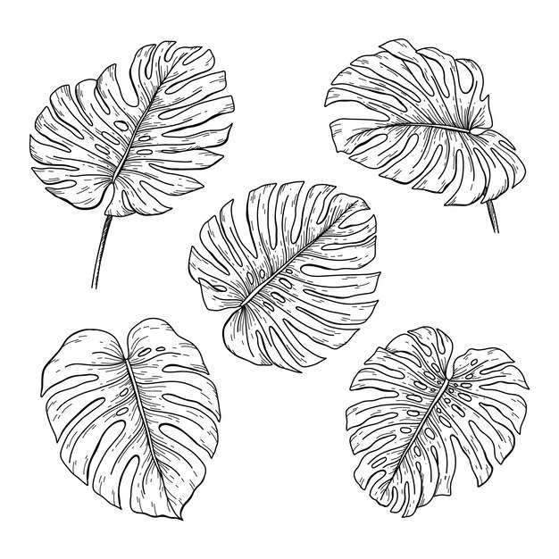 Hand drawn monstera leaf outline illustration