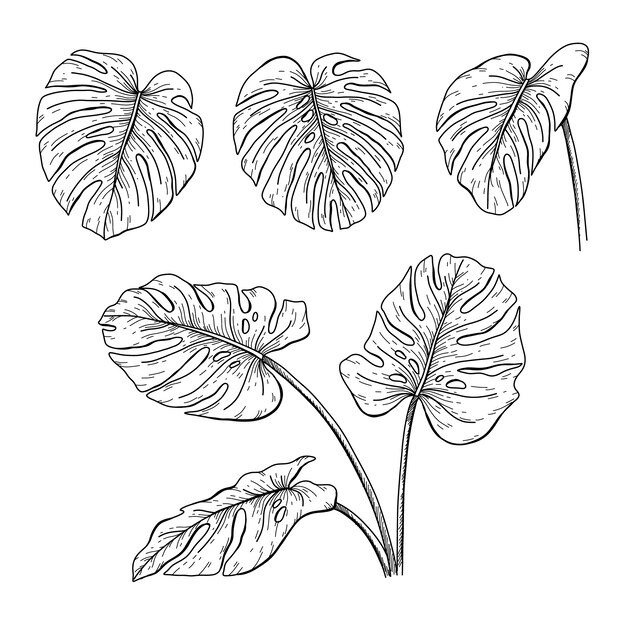 Hand drawn monstera leaf outline illustration