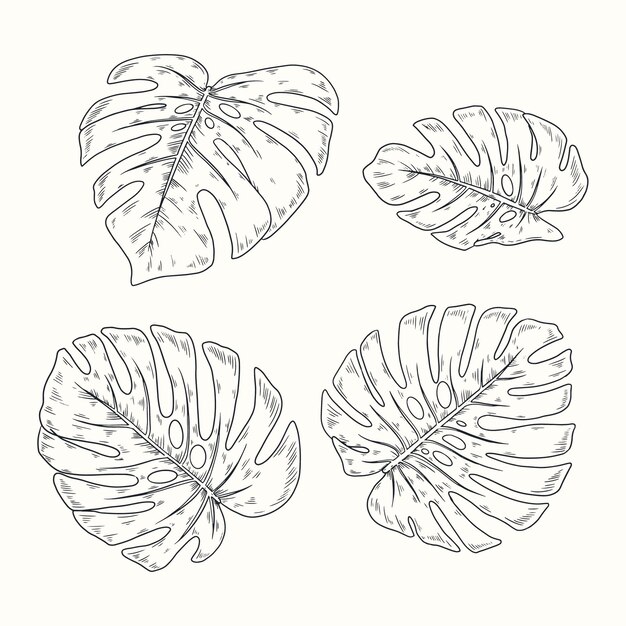 Free Vector hand drawn monstera leaf  outline illustration