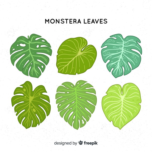 Hand drawn monstera leaves collection