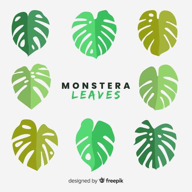 Hand drawn monstera leaves collection