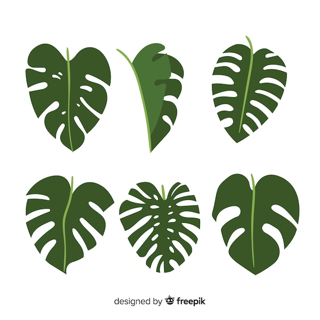 Hand drawn monstera leaves pack