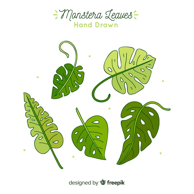 Free Vector hand drawn monstera leaves pack