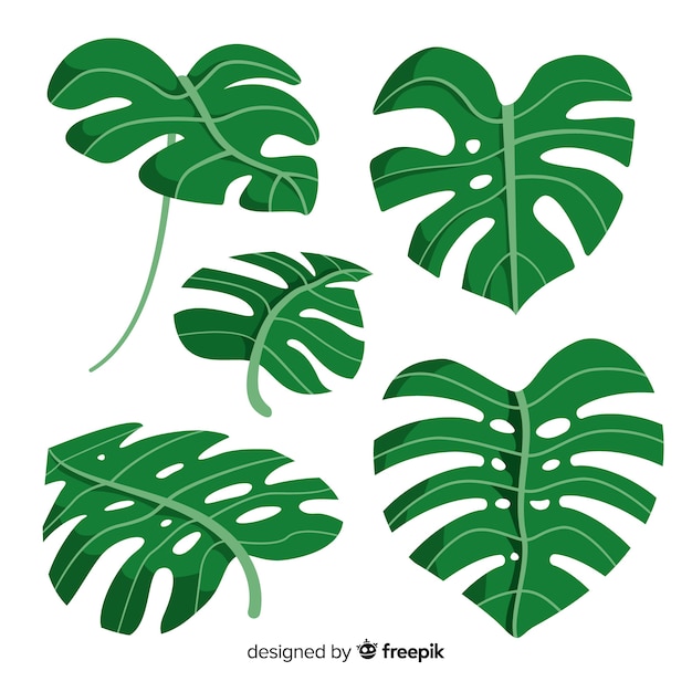 Hand drawn monstera leaves pack