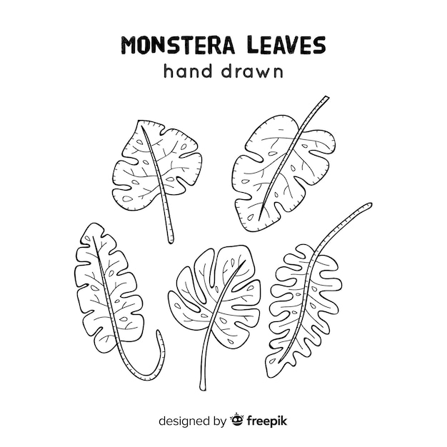 Hand drawn monstera leaves set