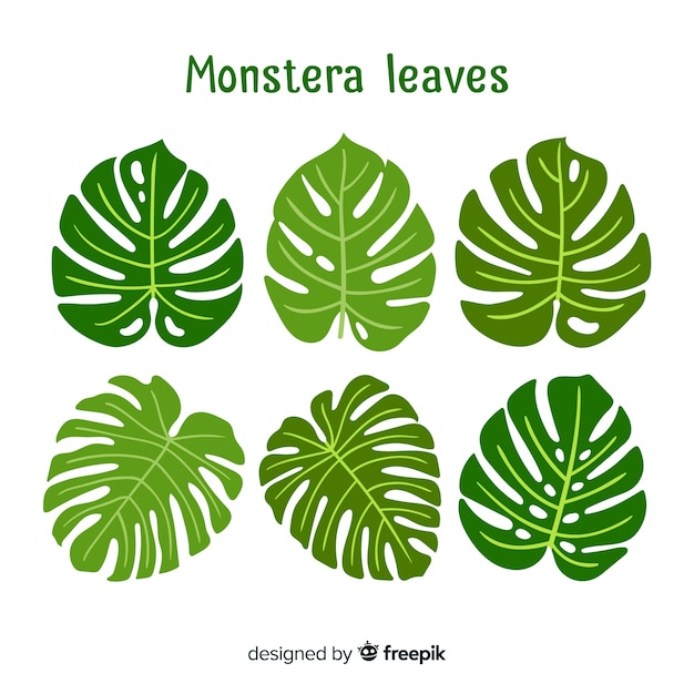 Hand drawn monstera leaves