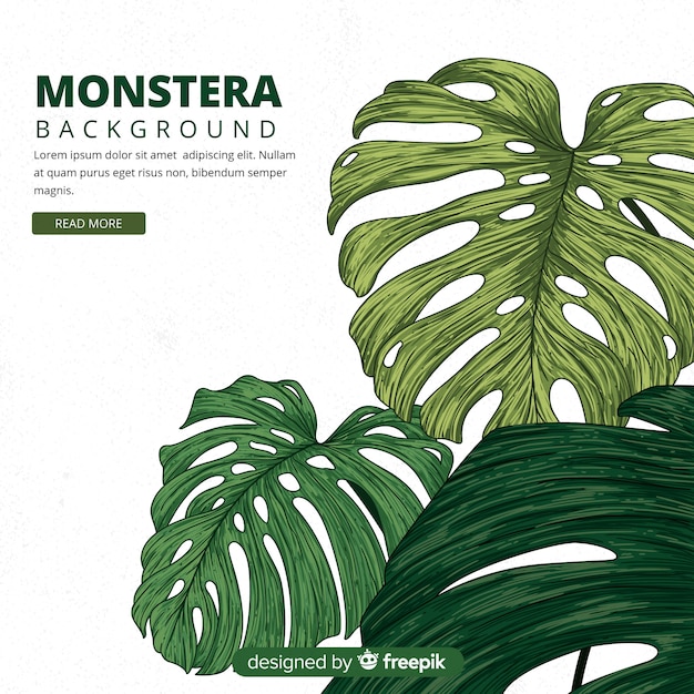 Free Vector hand drawn monstera leaves