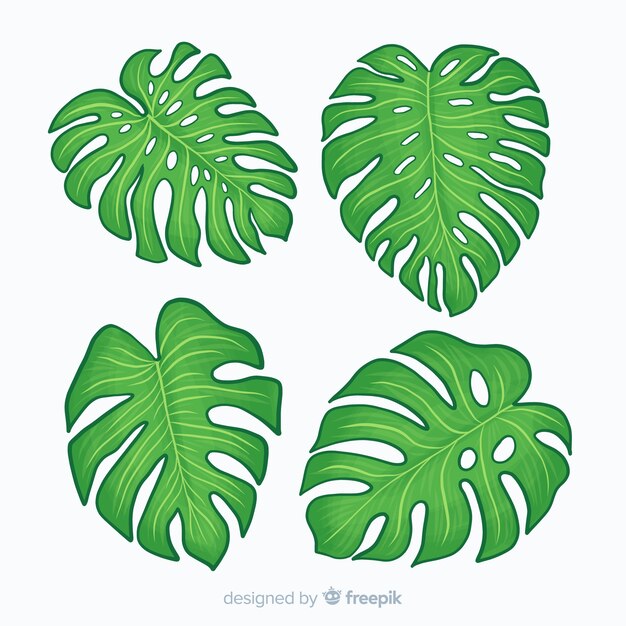 Hand drawn monstera leaves