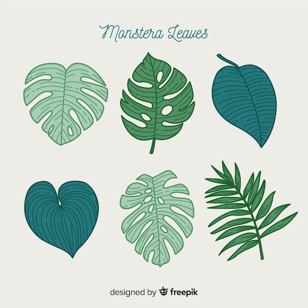 Free Vector hand drawn monstera leaves