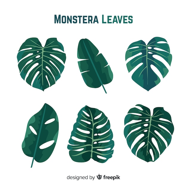 Free Vector hand drawn monstera leaves