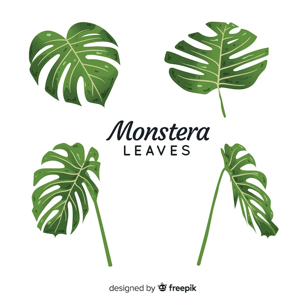 Hand drawn monstera leaves