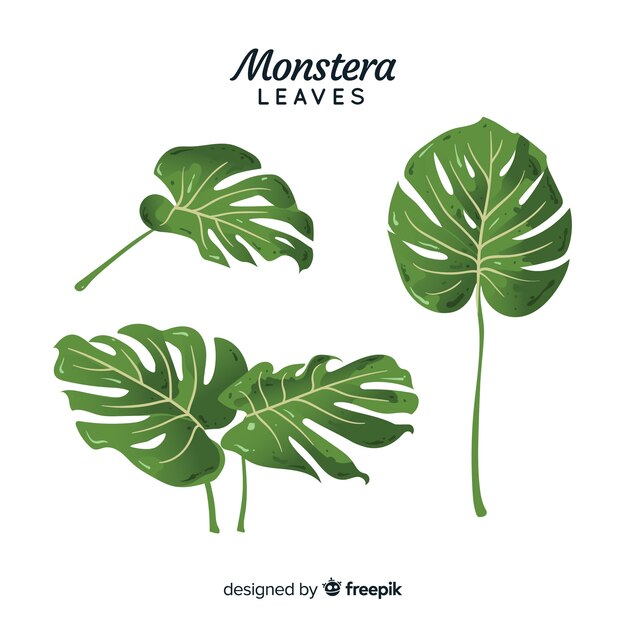 Hand drawn monstera leaves