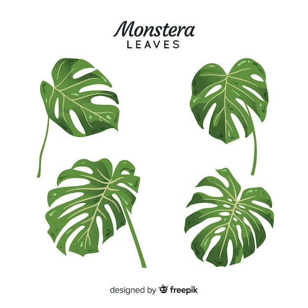 Hand drawn monstera leaves