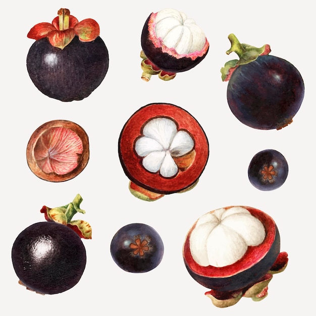 Hand drawn natural fresh mangosteen set