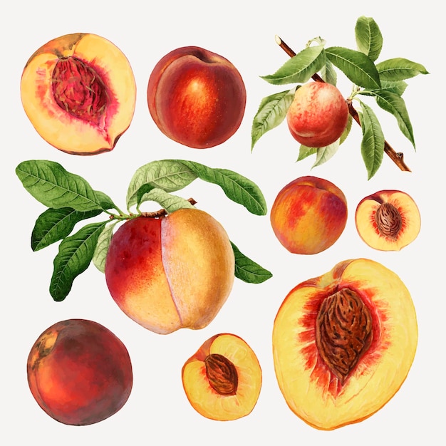 Hand drawn natural fresh peaches