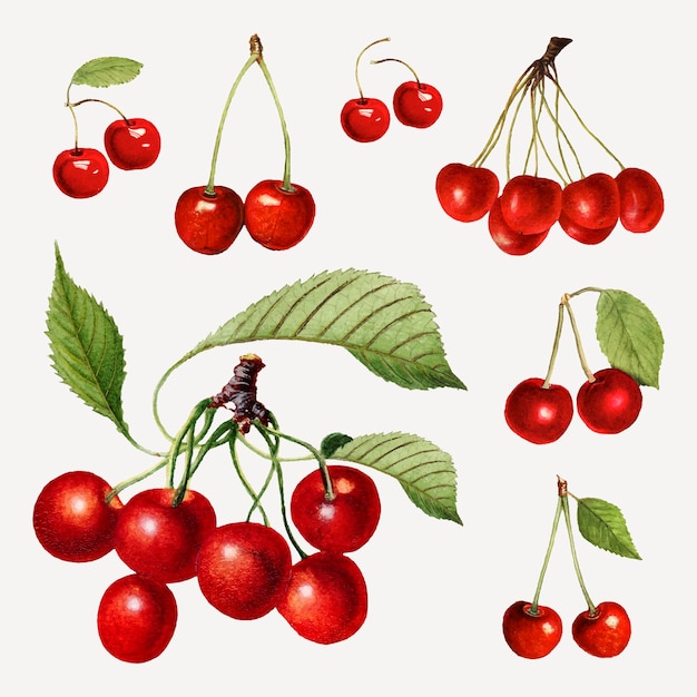 Free Vector hand drawn natural fresh red cherry set