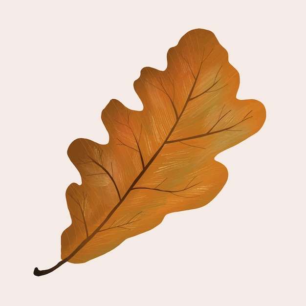 Hand drawn oak element vector fall leaf