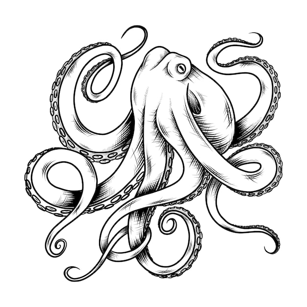 Hand drawn octopus  drawing illustration