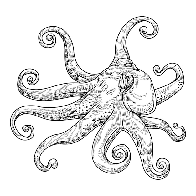 Hand drawn octopus  drawing illustration