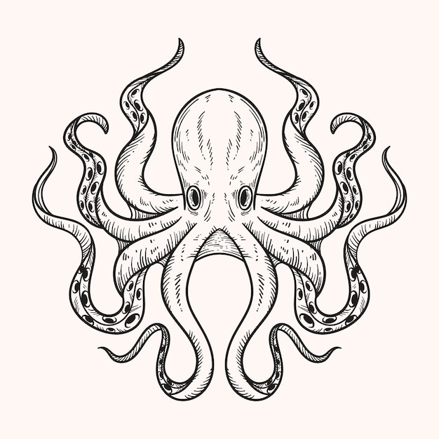 Hand drawn octopus drawing illustration