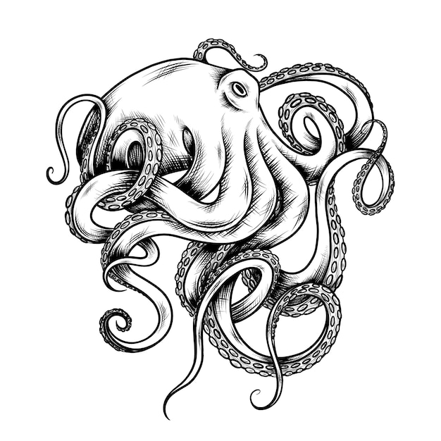 Free vector hand drawn octopus  drawing illustration