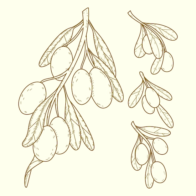 Free Vector hand drawn olive branch drawing illustration