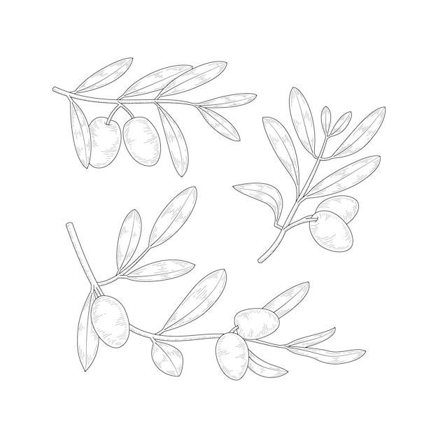 Hand drawn  olive branch drawing illustration