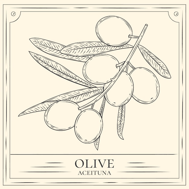 Free vector hand drawn olive branch outline illustration