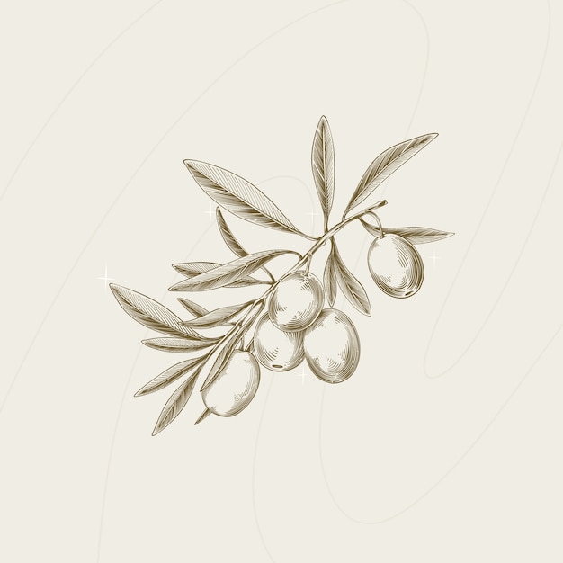 Free vector hand drawn  olive branch outline illustration