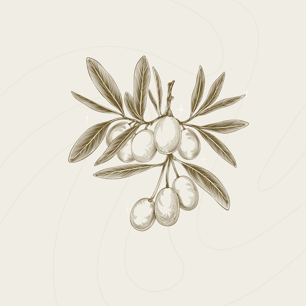 Free vector hand drawn  olive branch outline illustration