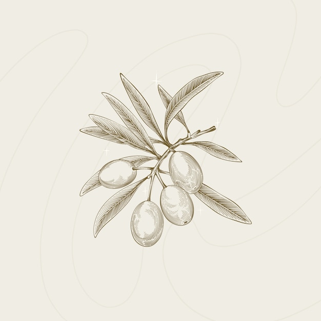 Free vector hand drawn  olive branch outline illustration