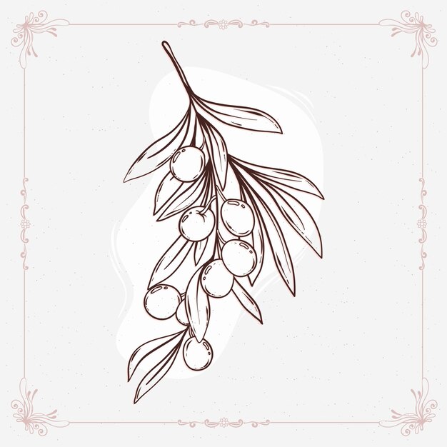 Hand drawn  olive branch outline illustration