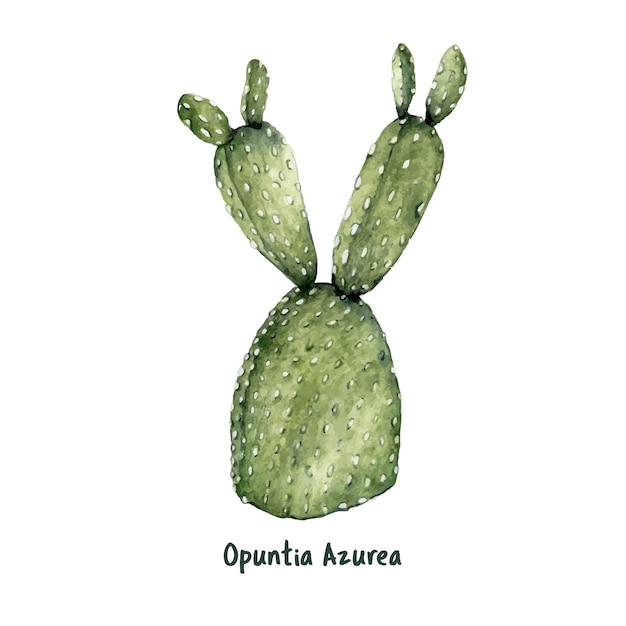 Hand drawn opuntia azurea purple prickly pear