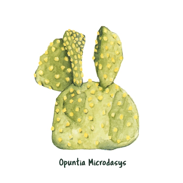 Free Vector hand drawn opuntia microdasys bunny ears cactus