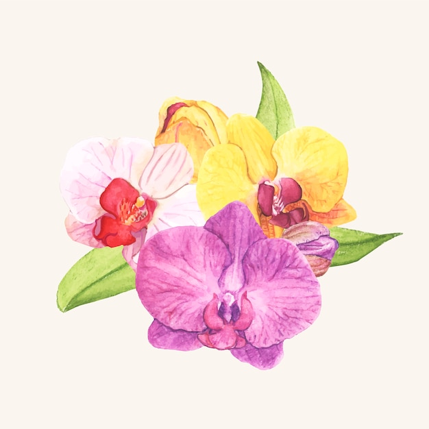 Free Vector hand drawn orchid flower isolated