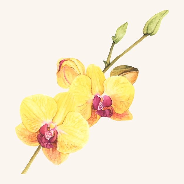 Hand drawn orchid flower isolated