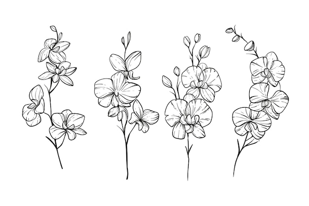 Free Vector hand drawn orchid  illustration