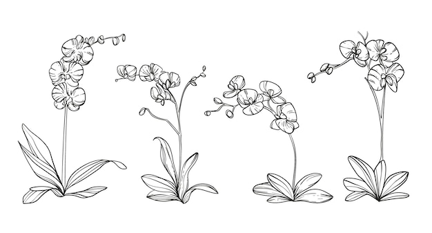 Free Vector hand drawn orchid  illustration