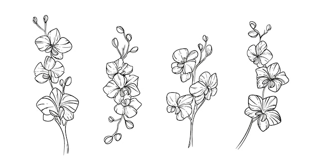 Hand drawn orchid  illustration