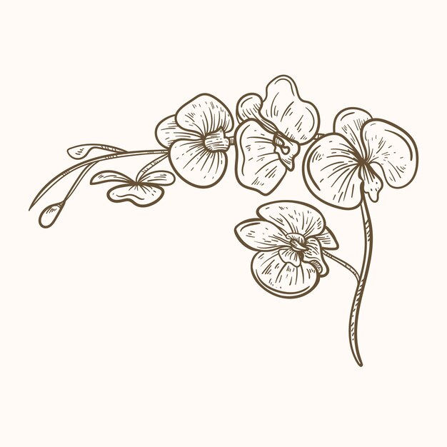 Hand drawn orchid outline illustration